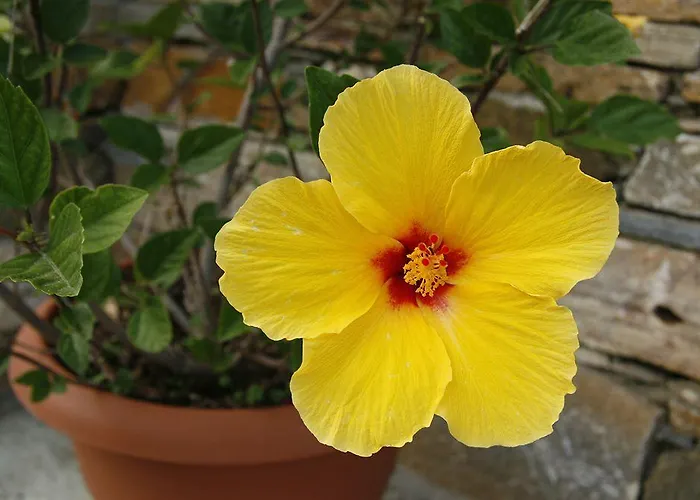 Dryades And Agios Lavrentios